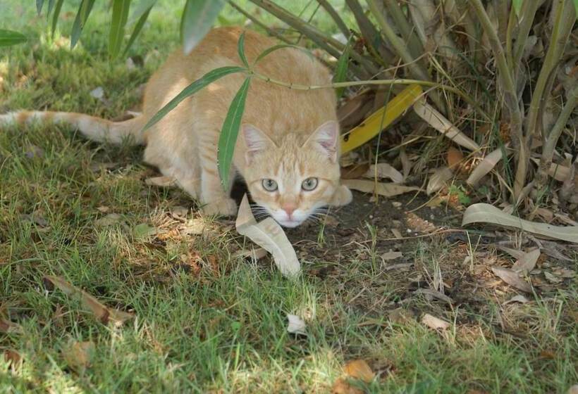 צימר Villa Mustafà