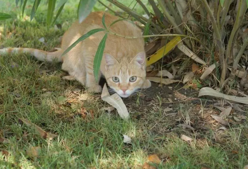 Aamiaismajoitus (B&B) Villa Mustafà