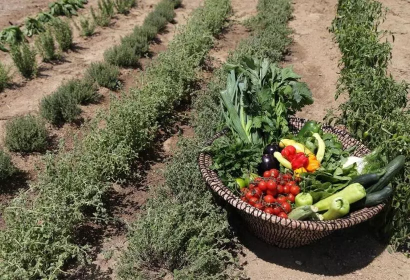 Livin Mykonos Hotel   Adults Only