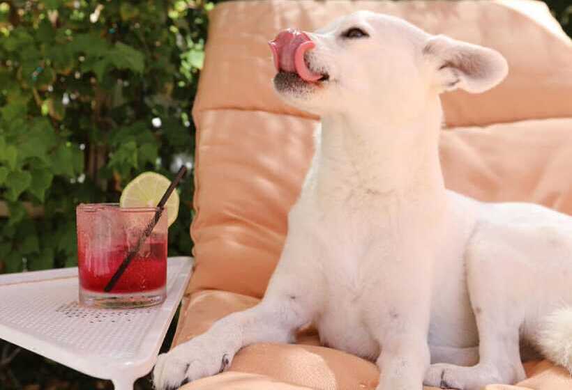 בית מלון כפרי The Plymouth South Beach