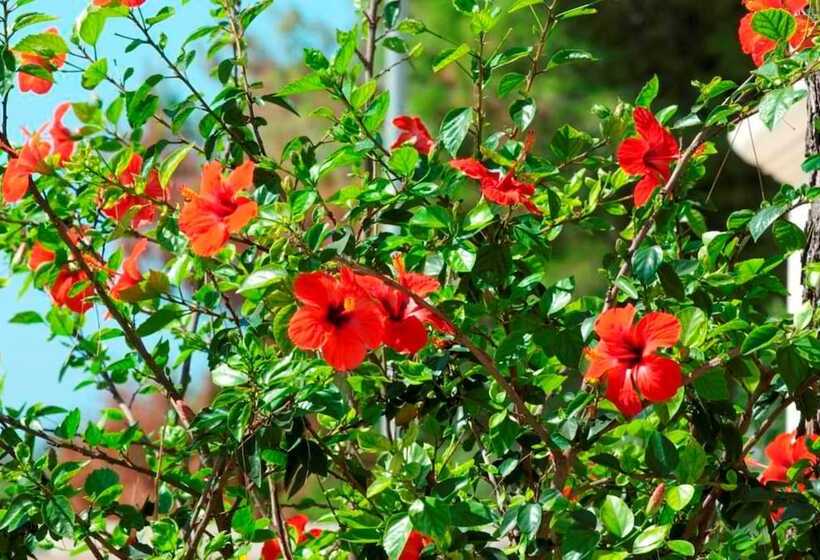 בית מלון כפרי Resort Villa Hermosa