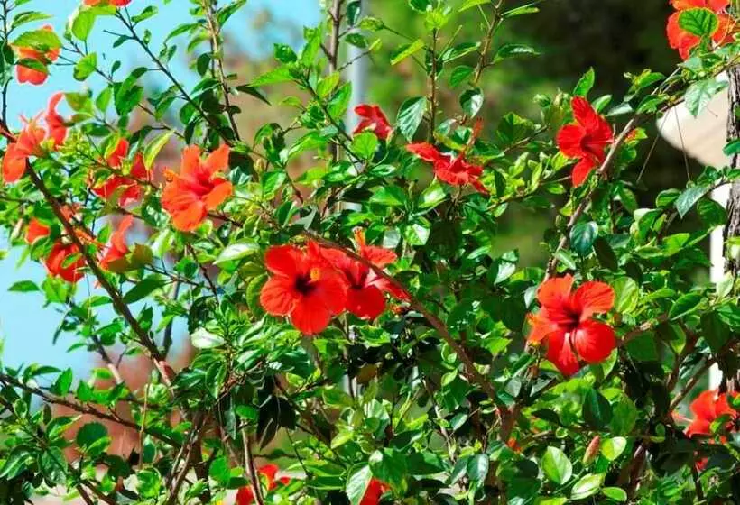 Hotelli Resort Villa Hermosa