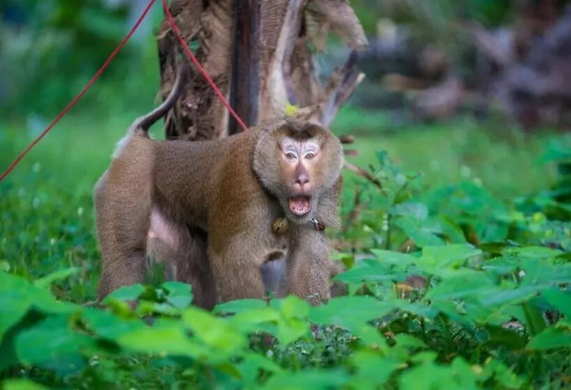 هتل Leeloo Paradise