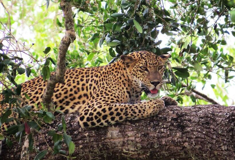 ホテル Mahoora Yala By Eco Team