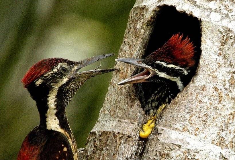 ホテル Mahoora Yala By Eco Team