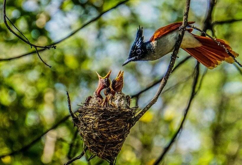 ホテル Mahoora Yala By Eco Team