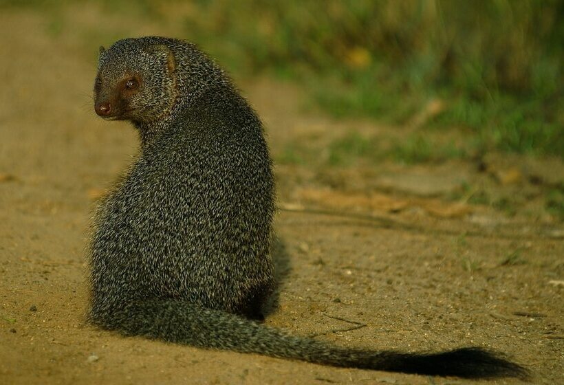 ホテル Mahoora Yala By Eco Team