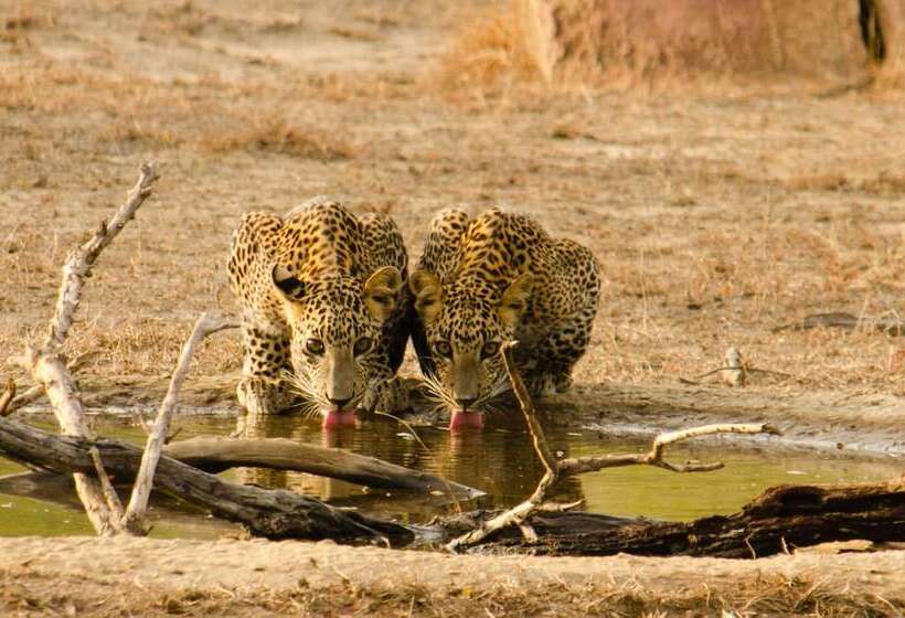 ホテル Mahoora Yala By Eco Team