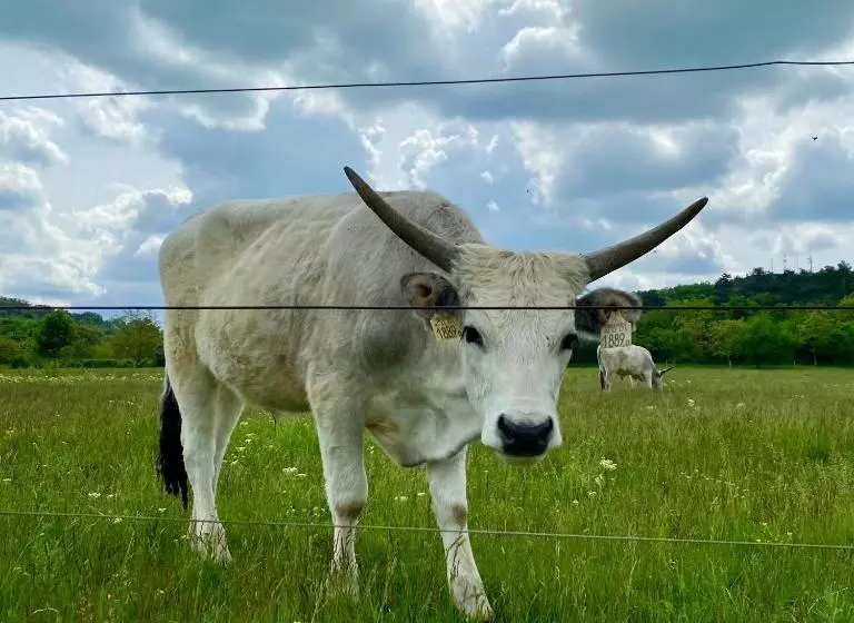 ペンション Kékmadaras Vendégház Tihany