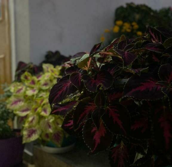 Pensió Guesthouse Albi