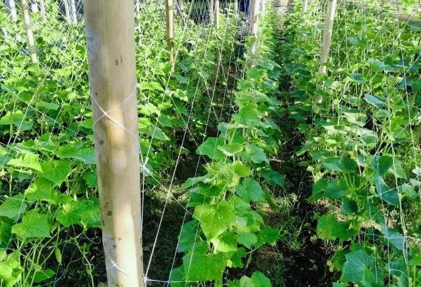 リゾートホテル Phonphusang Utopia Farmstay
