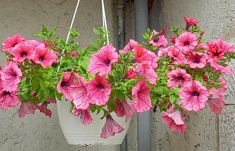 Pensjonat Borc San Pieri