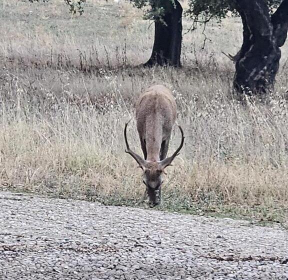 Отель Rural Portilla De Monfragüe
