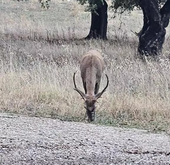 ホテル Rural Portilla De Monfragüe