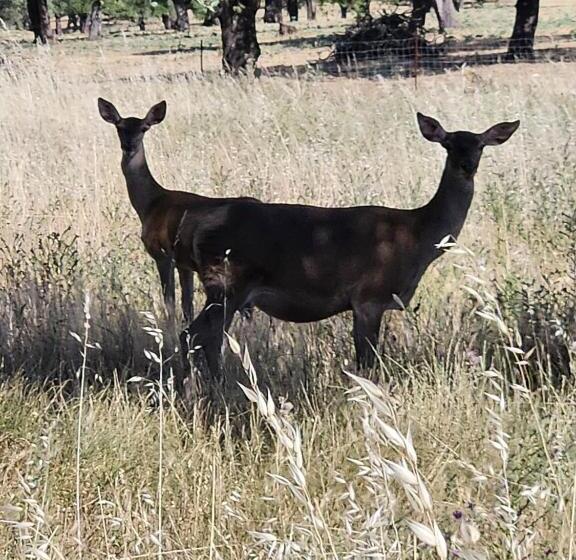 Отель Rural Portilla De Monfragüe
