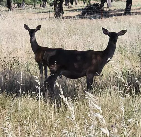ホテル Rural Portilla De Monfragüe
