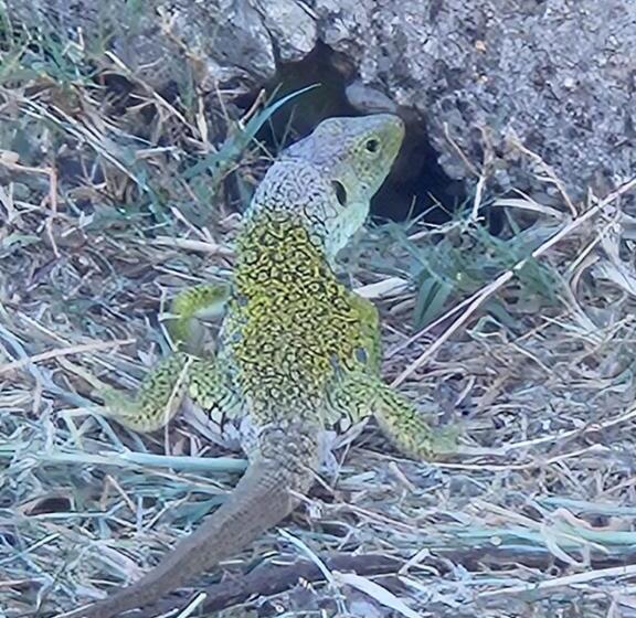 Отель Rural Portilla De Monfragüe