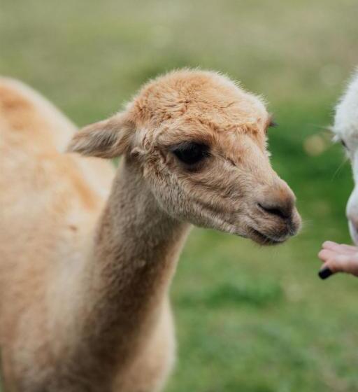 Hrad Kunzov Boutique Hotel & Spa & Restaurant