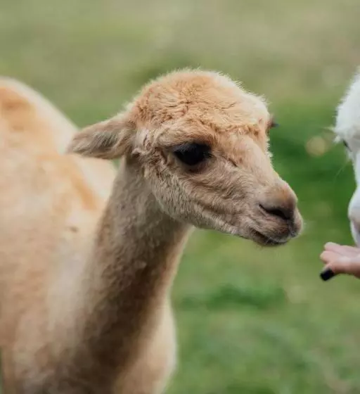 Hrad Kunzov Boutique Hotel & Spa & Restaurant