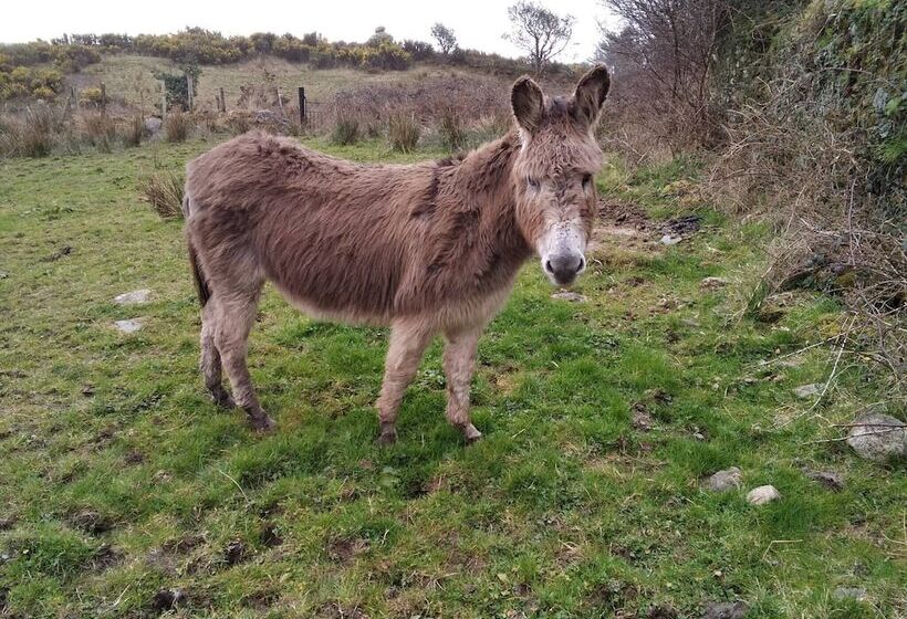 פנסיון Room In Bungalow   Very Nice View With This Room