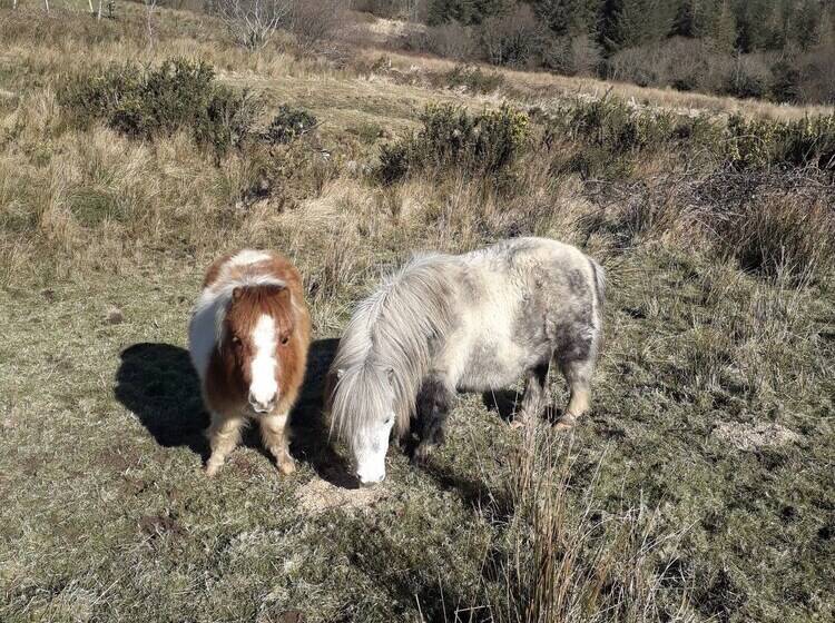 פנסיון Room In Bungalow   Very Nice View With This Room
