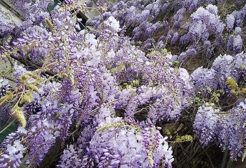 민박 Iggh Il Glicine Guest House