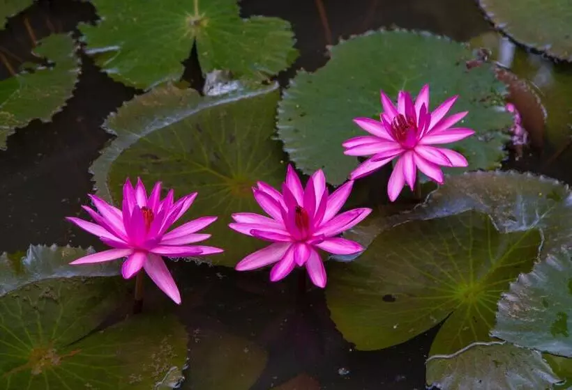 Aamiaismajoitus (B&B) Kurialacherry House Alleppey