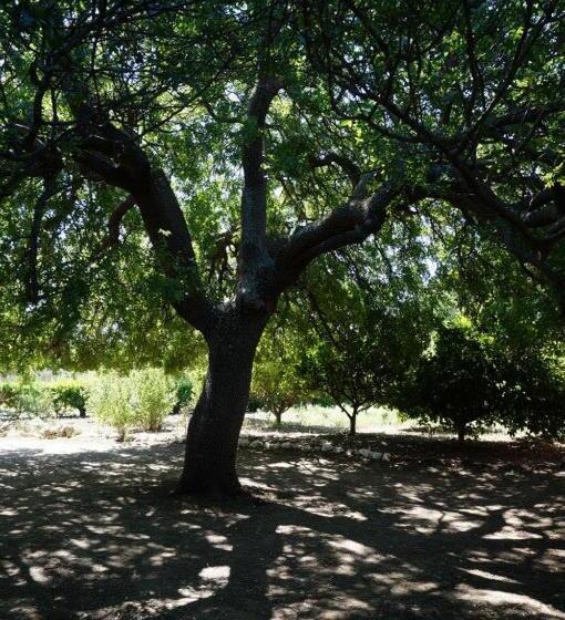 酒店 Archontiko Angelou