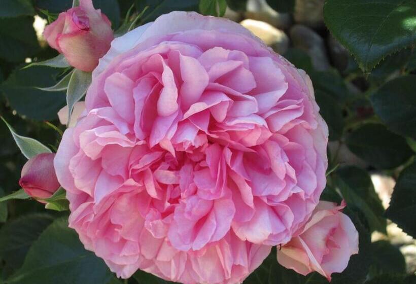 فندق Le Mas Vieux