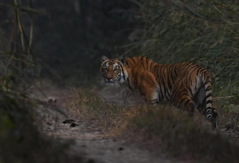 هتل Eden Jungle Resort