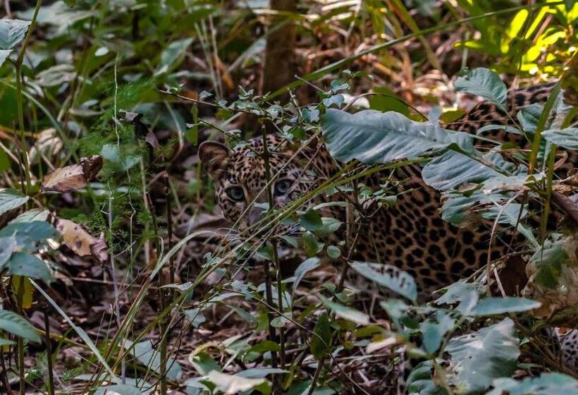 هتل Eden Jungle Resort