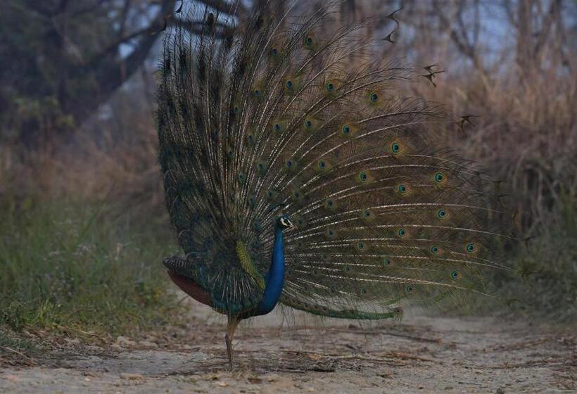 هتل Eden Jungle Resort