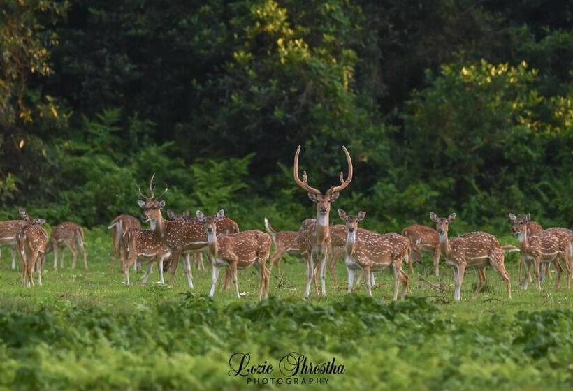 هتل Eden Jungle Resort