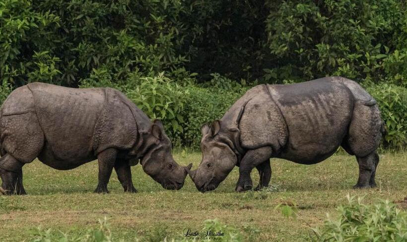 هتل Eden Jungle Resort