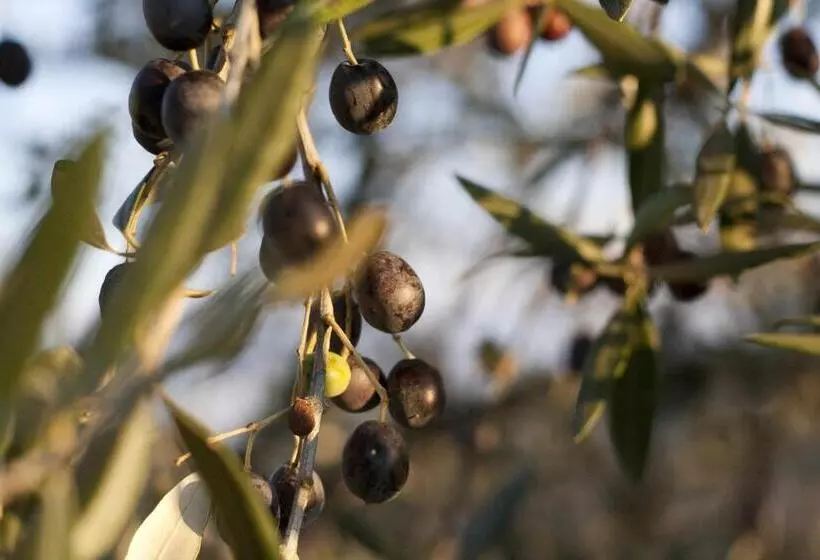 ホテル Podere Vigliano