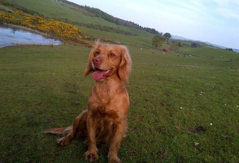 בית מלון כפרי Northlees Farm