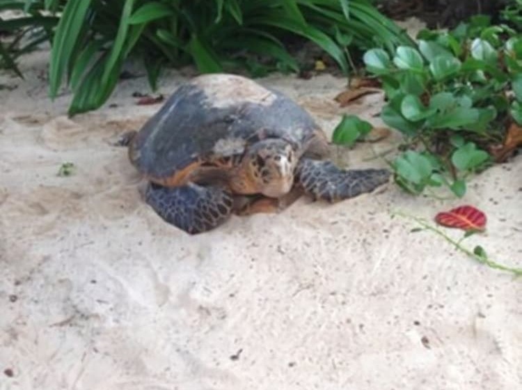 Surfers Beach Self Catering Chalets