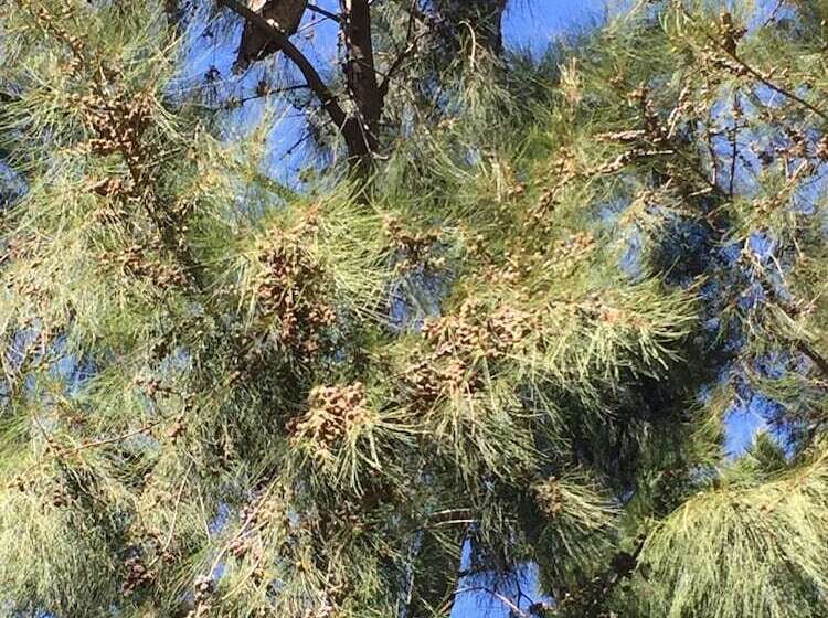 住宿加早餐  Lalapanzi Lodge