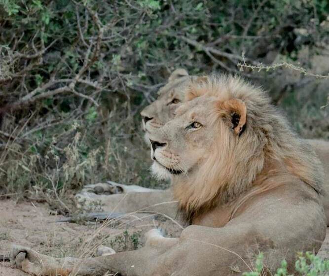 هتل Moditlo River Lodge