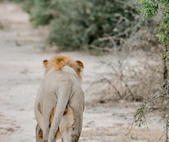 هتل Moditlo River Lodge