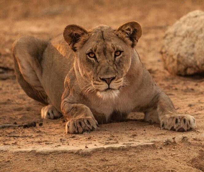 هتل Moditlo River Lodge