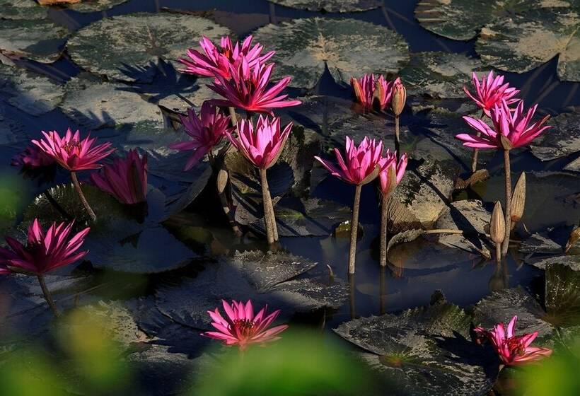 Mekong Riverside Boutique Resort & Spa