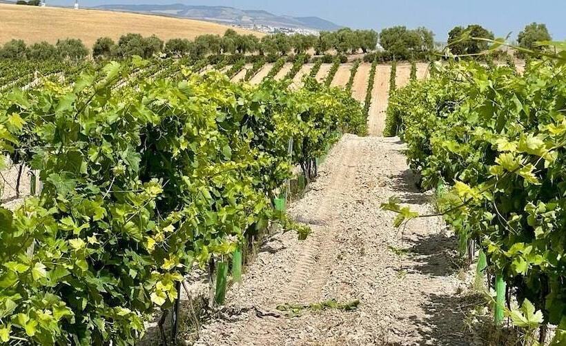 هتل Bodegas Campestral