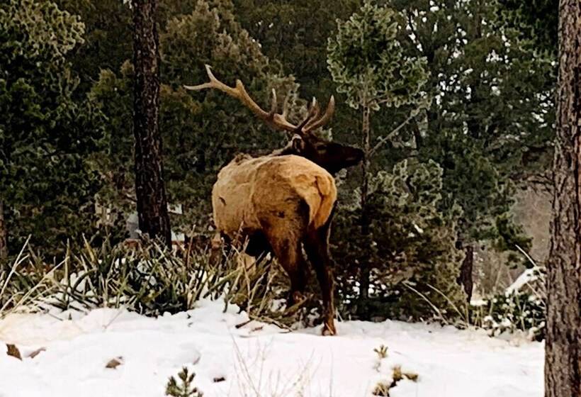 Alto Cabin W/ Stunning Views, Hot Tub + Sauna!