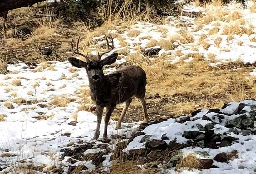 Alto Cabin W/ Stunning Views, Hot Tub + Sauna!