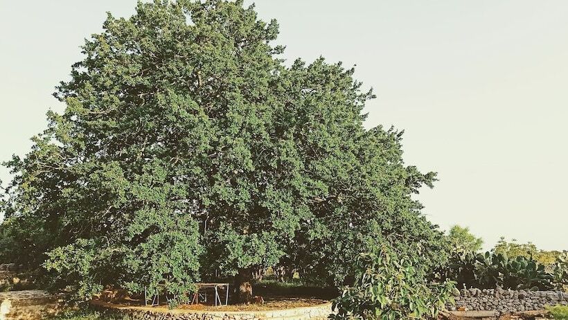 Bed and Breakfast Masseria Lojazzo