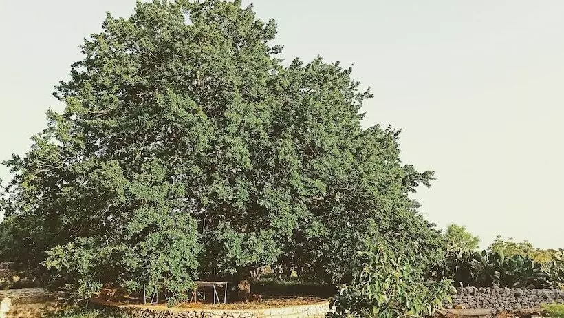 تختخواب و صبحانه Masseria Lojazzo