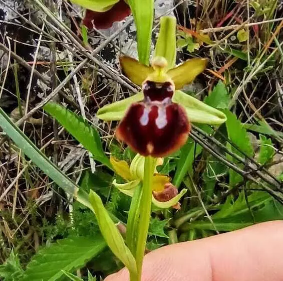 تختخواب و صبحانه Masseria Lojazzo