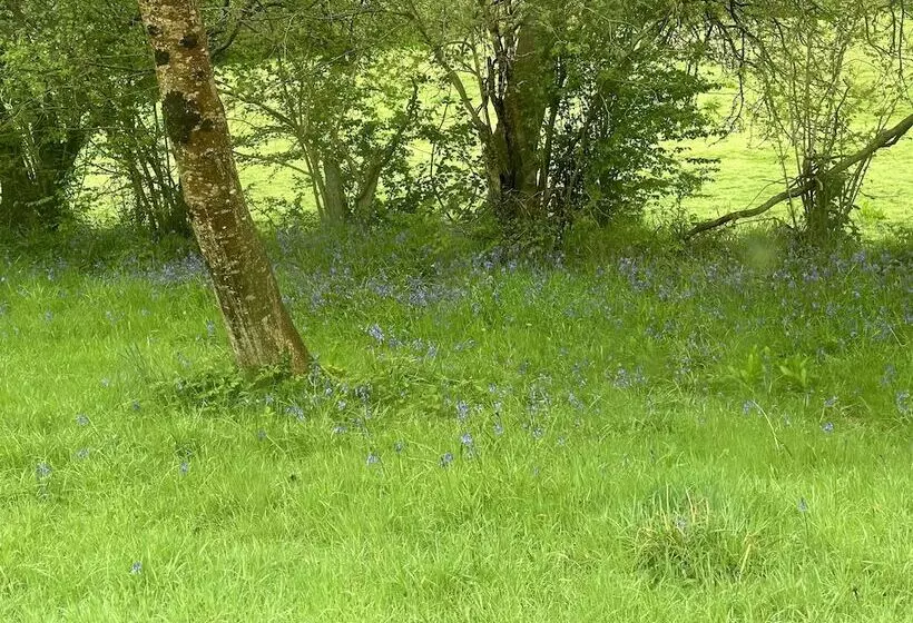 Residenssi Cornwall Woodland Dog Friendly Shepherd S Hut