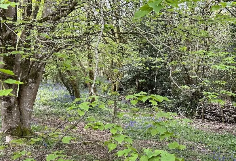 Residenssi Cornwall Woodland Dog Friendly Shepherd S Hut